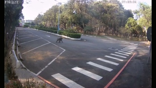 遭控授權開槍射狒狒！六福村3點聲明：無人指使、將對獵人提告