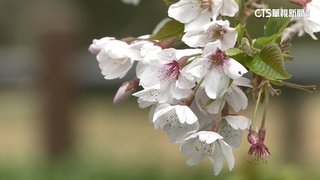 阿里山櫻王滿開　遊客上山賞花、拍美照