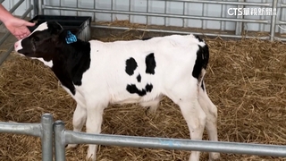 英國乳牛愛裝睡　主人親自提供「叫醒服務」