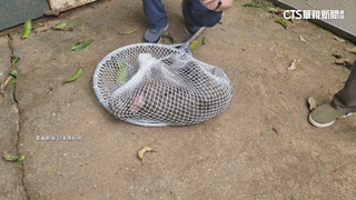 狒狒死於非命！律師揣摩狒狒心聲看哭網友　苦苓獻上祭文哀悼