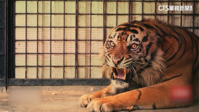 印尼丹伯靈自然保護區　協助蘇門答臘虎野放 | 華視新聞