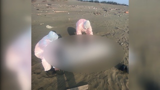 疑人蛇集團丟包？中南部外海陸續出現浮屍 海巡署：目前發現16具