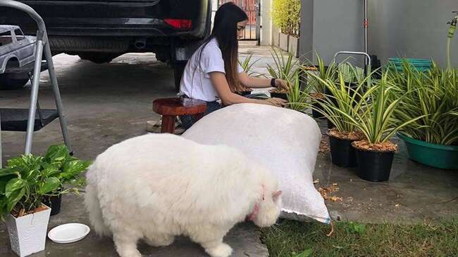 「巨大白貓」堪比肥料袋！　超萌體態逗笑全網　粉絲笑稱：是熊嗎？ | 華視新聞