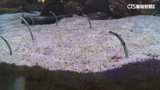 海科館明星總動員　花園鰻好害羞　養海參、海星當園丁