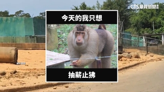 認「狒狒從園區脫逃」　六福村：結紮傷口吻合