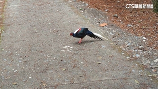 遊客過度餵食？　武陵農場藍腹鷴「主動」上前討食