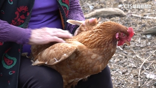 長輩幫蛋雞「馬殺雞」　日產約45顆蛋平價供社區