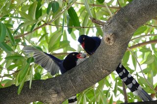 台灣藍鵲空襲警報！　北市動保處籲民眾勿干擾　最高可罰5年有期徒刑