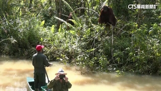 印尼急建新首都「努山塔拉」　紅毛猩猩生存大戰