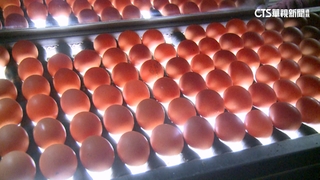 泰進口蛋價差誰賺？農委會公開成本：合理定價