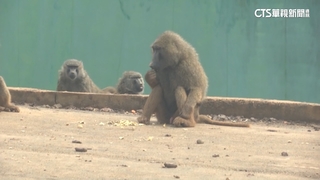 林務局邀專家赴六福村　勘查園區問題及設施