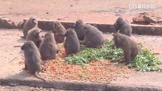 六福村狒狒吃完「整齊擺放」？　專家駁：隨手丟