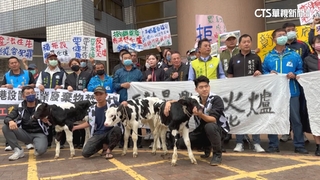 抗議鹿港新設焚化爐　酪農載牛抗議　占主席台