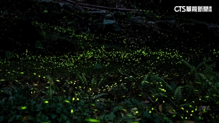 火金姑來了！　那瑪夏賞螢季　一閃一閃超浪漫