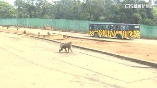 六福村狒狒脫逃身亡　林務局邀專家勘查安全設施