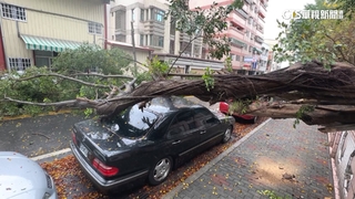 國小內20米高榕樹疑染病加大雨　倒塌壓3車