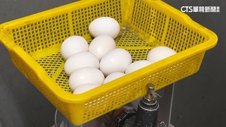 黑市蛋價嚇人！　滷肉飯老闆：農委會有在抓嗎？