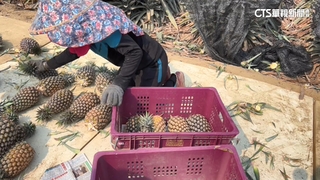 鳳梨豐收果農憂崩盤　農民喊話盼出手幫忙