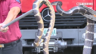 4月「被蛇咬」旺季！　龜殼花.赤尾青竹絲比例高