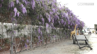 雲林紫色錫葉藤花盛開！　整片花牆超浪漫