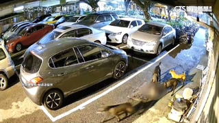 貓咪遭6野狗圍殺　居民憂「犬害」危及老弱安全