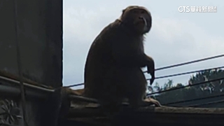 「巨大猴王」現蹤中和！　挺大肚躺屋頂曬日光浴
