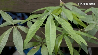 枯葉誆大麻賣！　男遭活逮辯稱「為父籌醫藥費」