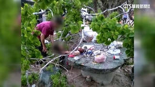 褐根病.白蟻侵蝕釀禍！　2婦人遭公園路樹壓傷