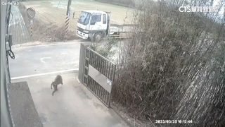 六福村未通報逃竄狒狒　裁罰5萬.要求限期改善