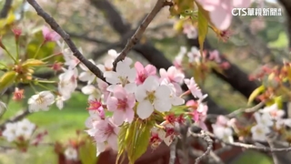 古坑咖啡樹雨後「大爆花」　武陵農場櫻吹雪