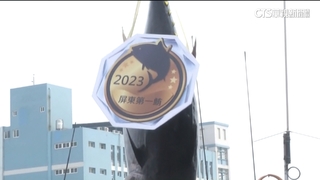 「屏東第一鮪」拍賣創新高　每公斤10200元
