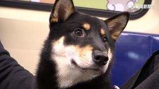 「狗不理公車」？　狗友善公車　平均僅載0.07隻犬！