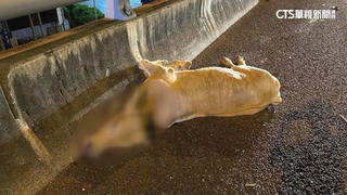 國道上有牛！　逆向逛大街遭撞亡　釀2車擦撞1人傷