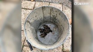 宜蘭2男酒後捕撈野鴨當玩具　鴨子嚇到沒命！