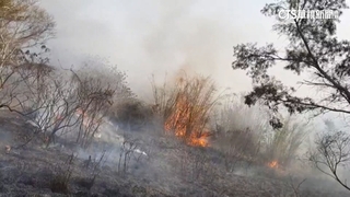 公墓縱火慣犯3度被逮　犯後搶報案「享受稱讚」