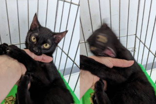 收容所官網出現「殘影黑貓」照 網笑歪：把你阿嬤賣掉！