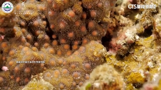 墾丁珊瑚產卵美如星空　線上直播就可親睹