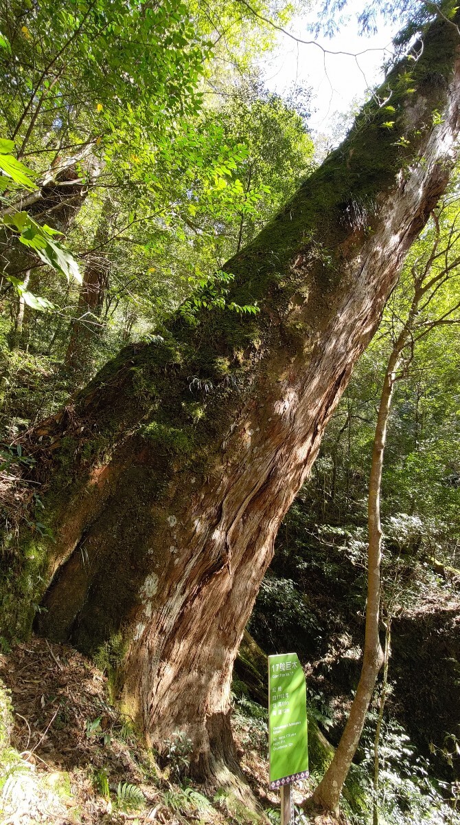 拉拉山國家森林遊樂區-拉拉山17號巨木(林務局提供)
