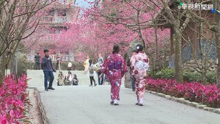 櫻花季擠爆！日本旅遊還剩哪裡是淨土？網友狂推這「2地區」