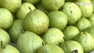 2顆超過100元　芭樂1-3月漲幅破五成　比蛋漲更多