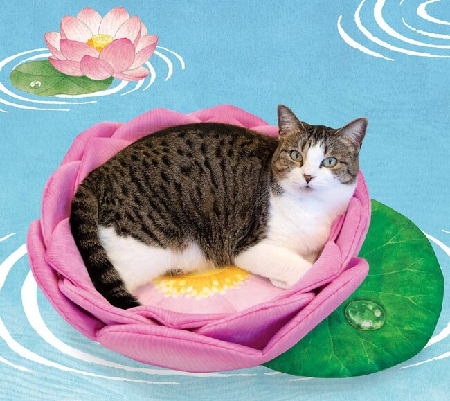 日本推出「貓咪蓮花座」 讓貓奴敬拜貓尊 網笑：長輩圖實體化 | 華視新聞