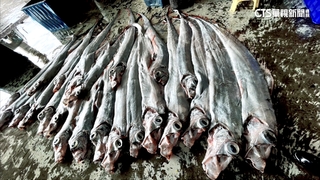 軍演驚擾？天災發生？　台東漁民捕獲大量「地震魚」