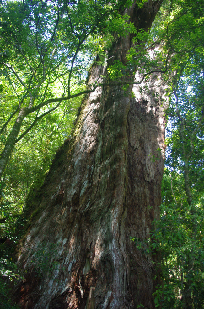 國家森林遊樂區10大巨木樹齡排行出爐 拉拉山巨木樹齡大縮水 | 華視新聞