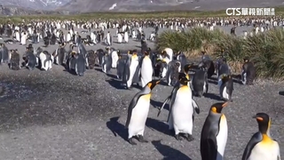 耗時15年！　醫師朱建銘完整記錄18種企鵝