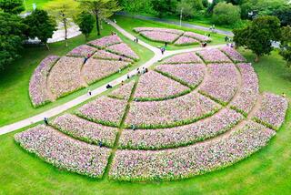 台北限時賞花祕境！ 大安森林公園+古亭河濱 2祕境功略大公開