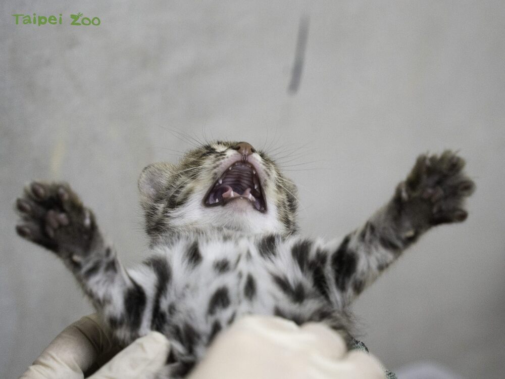 石虎寶寶在健檢的時候張牙舞爪，活力十足！（女生） / 圖文來源 台北市立動物園