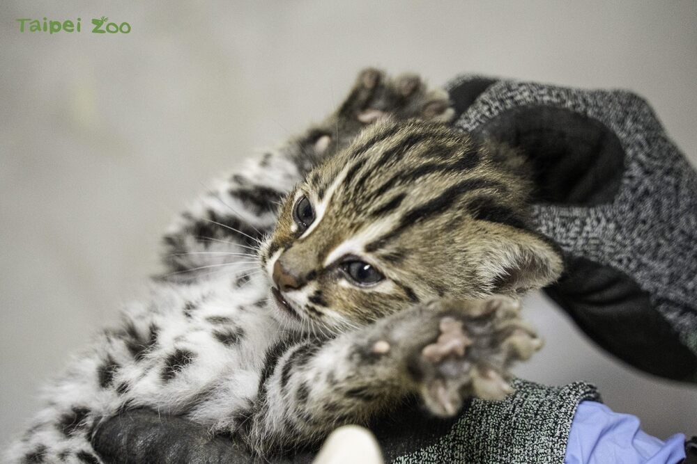 石虎寶寶：大膽！是誰摸我的頭？（男生） / 圖文來源 台北市立動物園