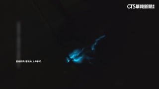 藍眼淚罕見現蹤台南！民眾爭睹直呼「好美」