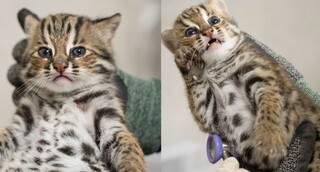 北市動物園石虎寶寶歡慶滿月 龍鳳胎首次健檢萌度破表