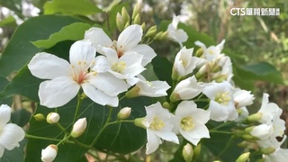 彰化油桐花提早4月開　純白花瓣宛如下雪